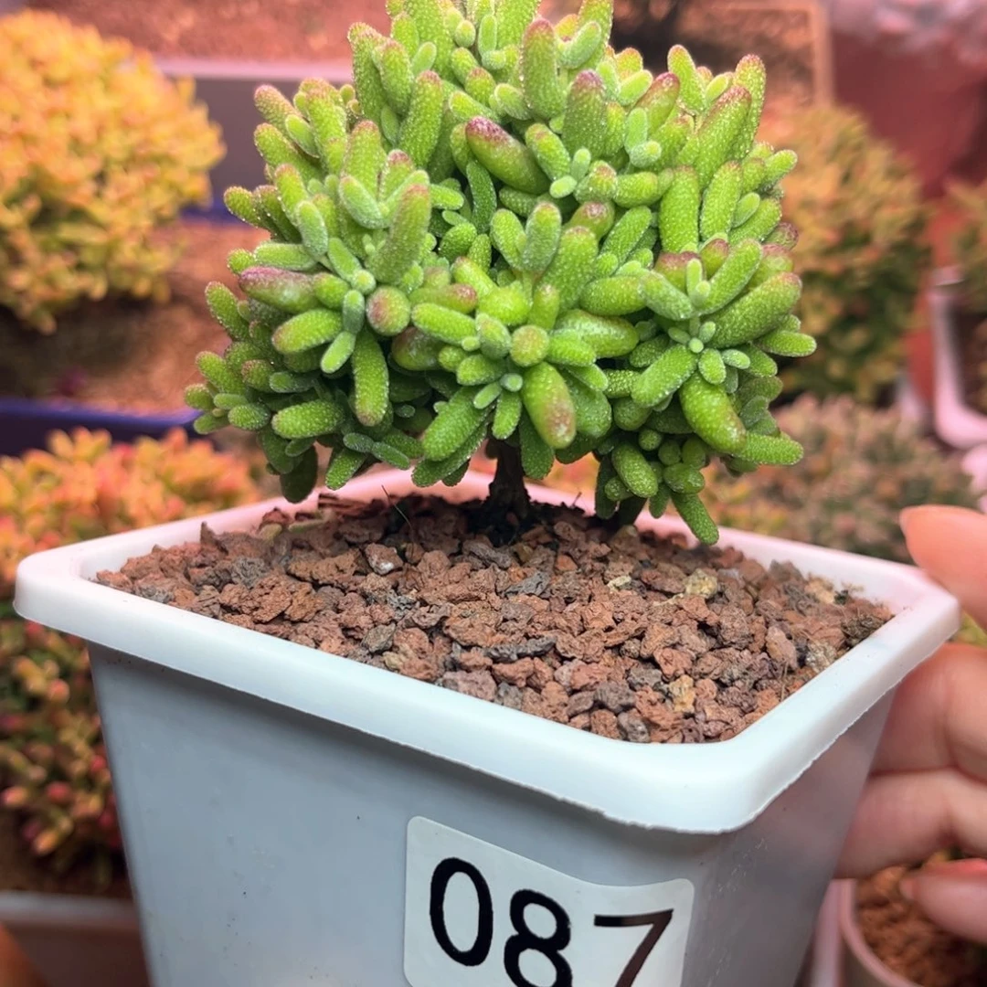 087蜜桔可爱多肉植物