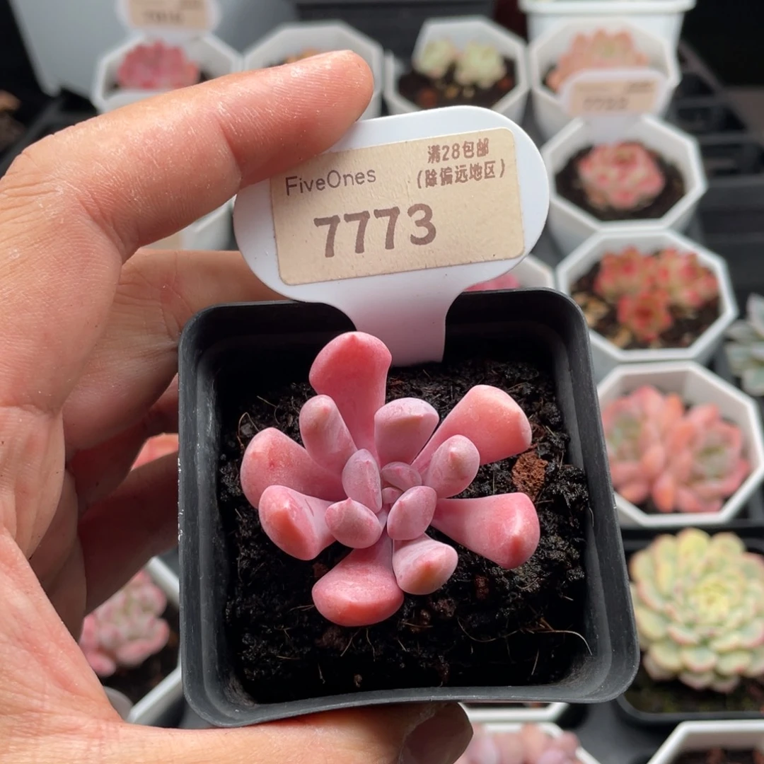 丘比特7773-4.5厘米