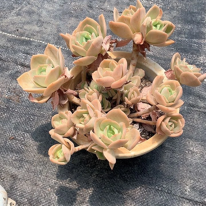 无花朵娜多肉植物555556