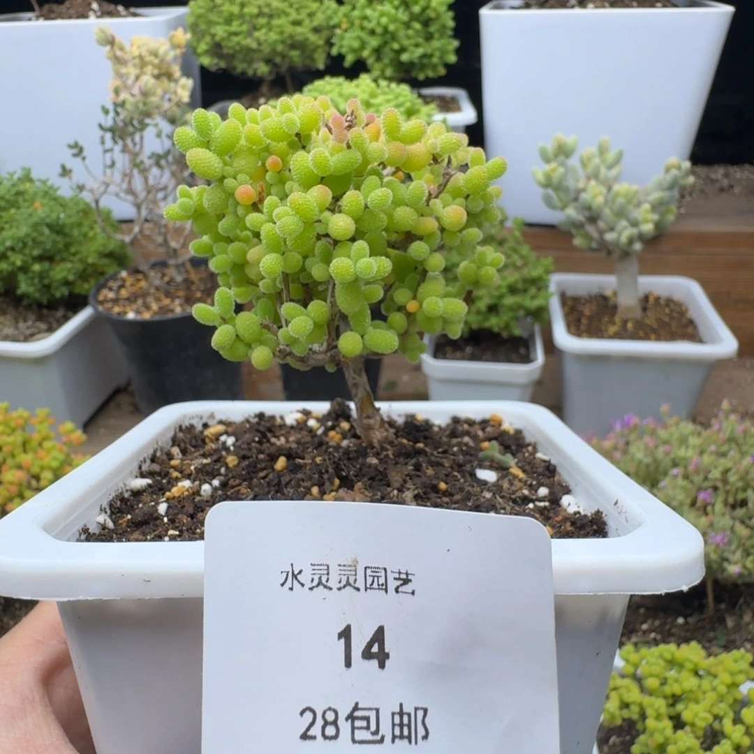 14号金桔糖球多肉。
