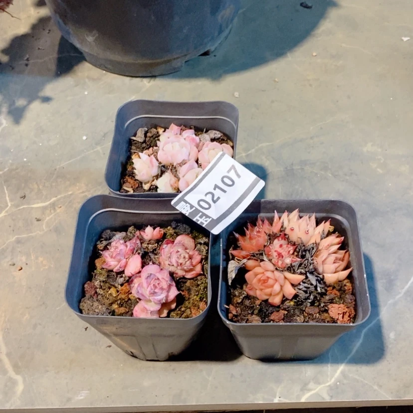 【闪购商品】三颗杂02107