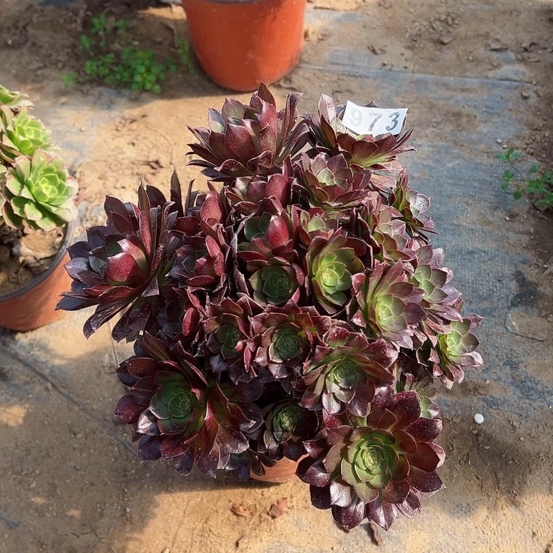 紫砂茶宠赤焰莲老桩973