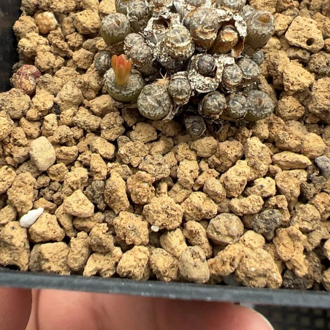 木****23-40肉锥多肉植物