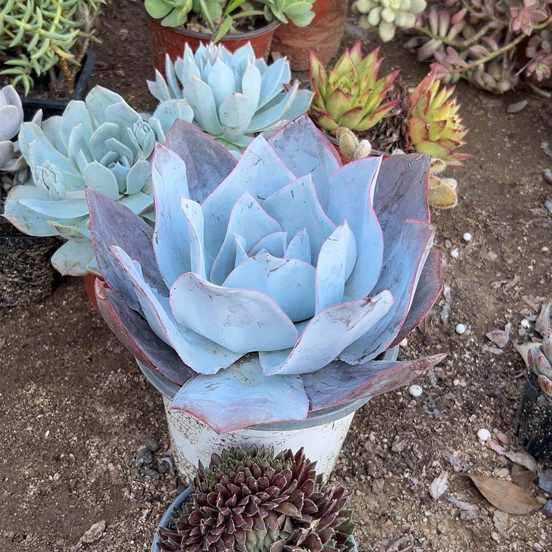 我*我多肉植物大颗广寒宫