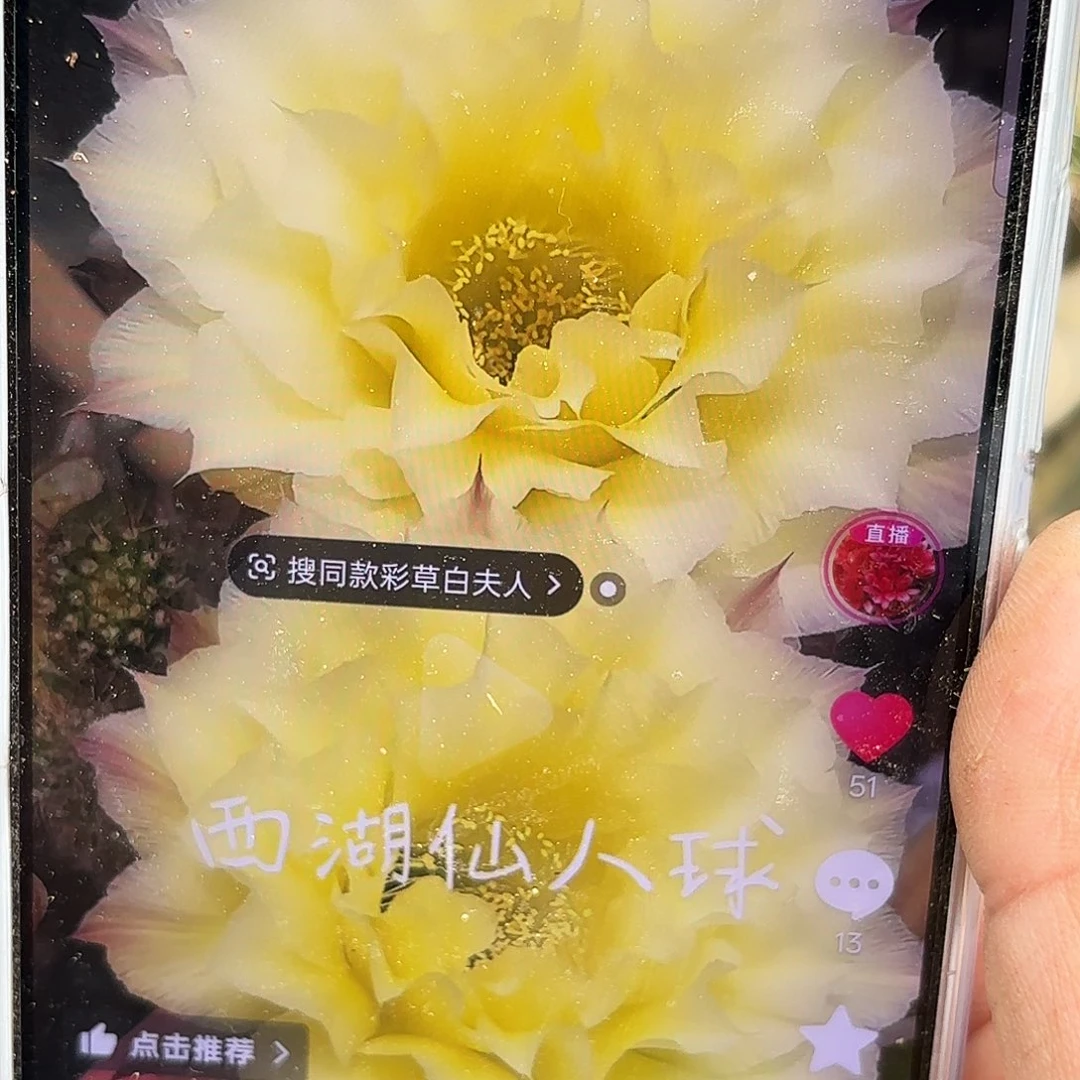 奶酪3,5公分无根侧牙
