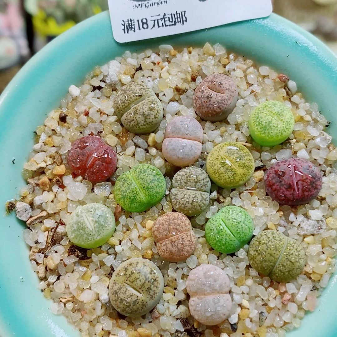 生石花花花花花花花523