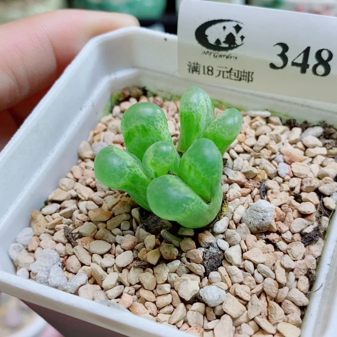 生石花花花花花348