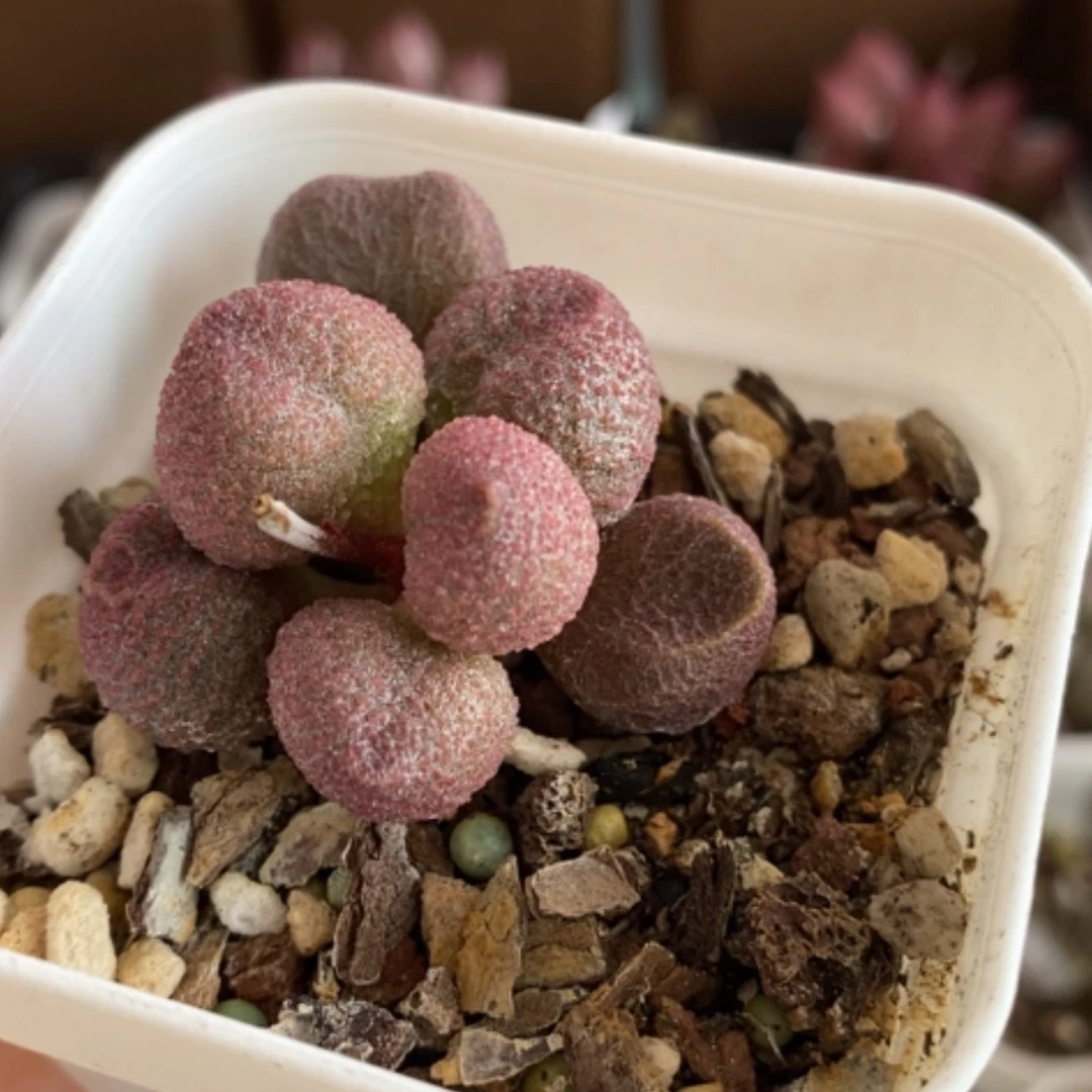 【闪购商品】无花朵水蜜桃