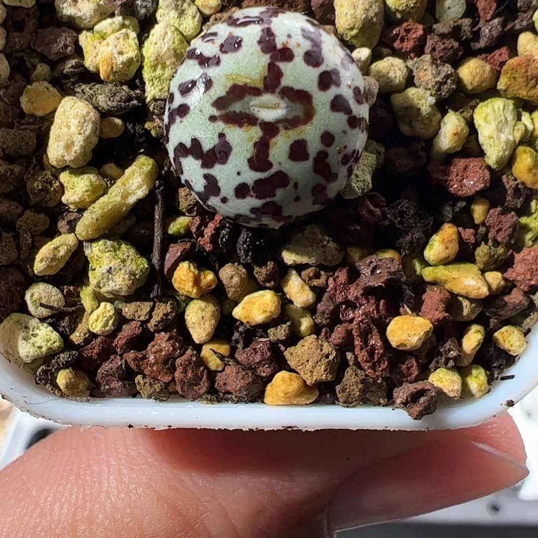 0000251 一物一拍……