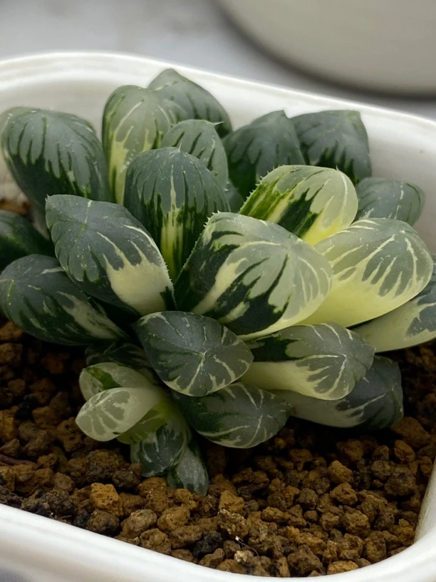 多肉植物广濑玉露锦室内盆栽