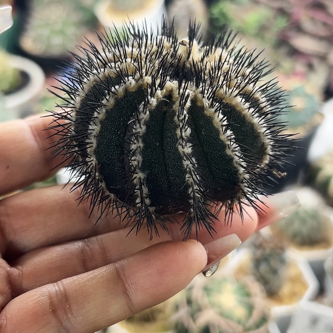 栉刺优波仙人球66666666