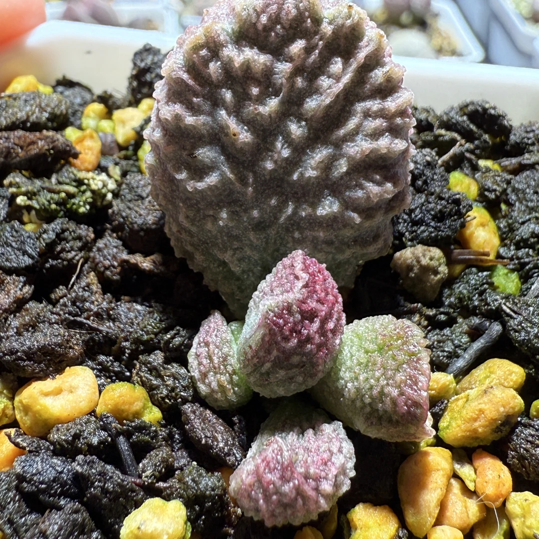 实生水泡，纹路颜色非常优秀，带盆发货满38包邮，植物售出不退不换