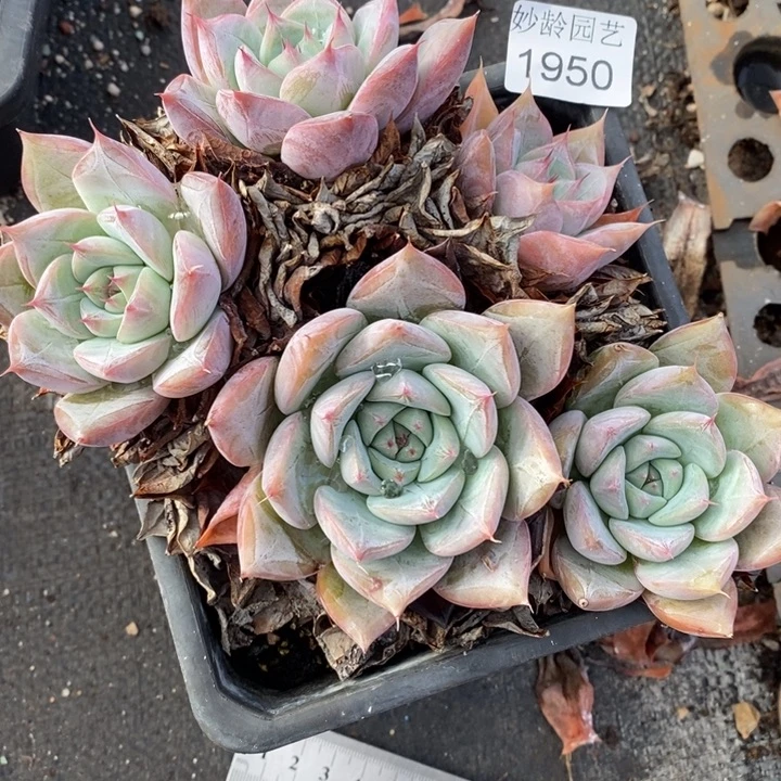 1950杂交老桩基地～16厘米