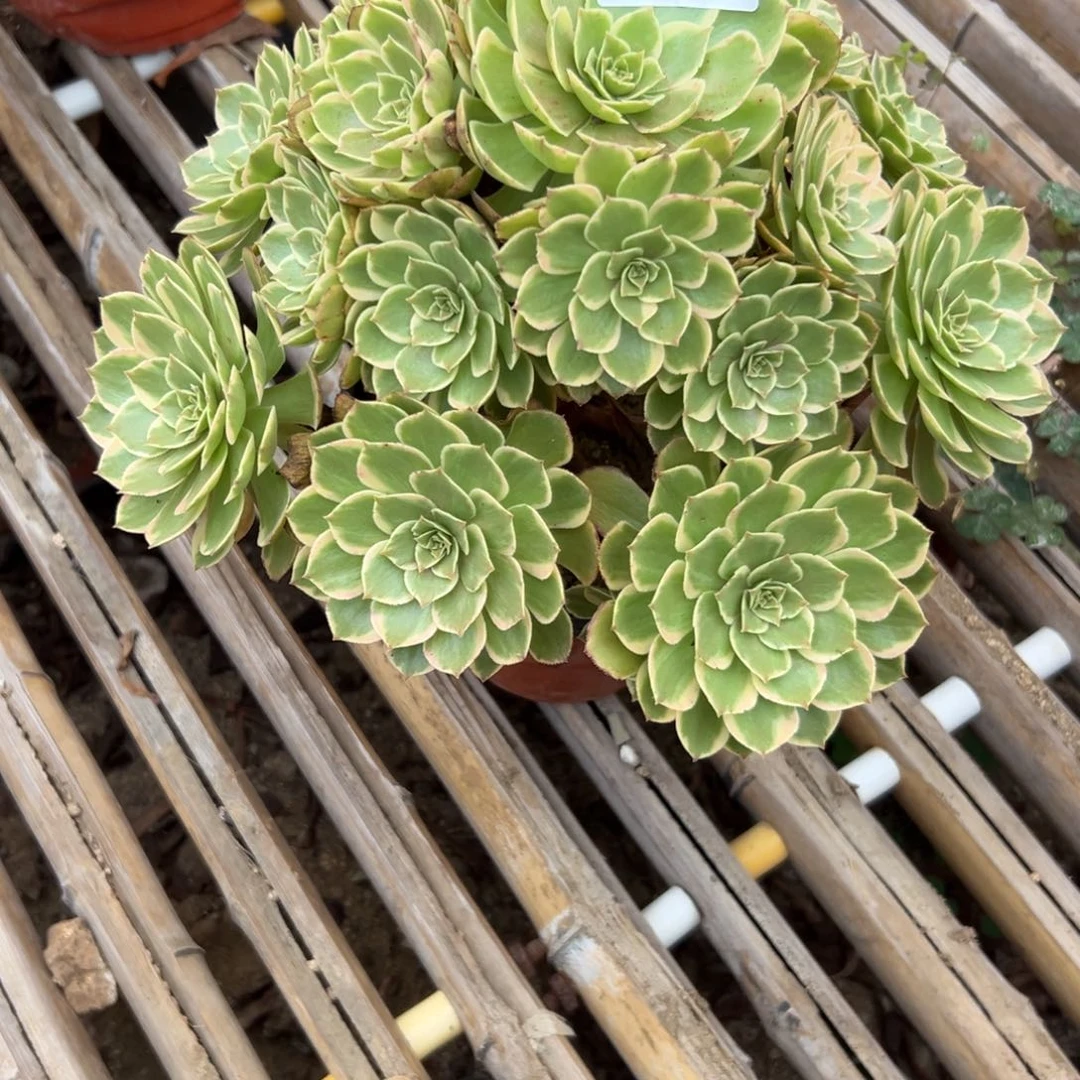 915多肉  粉花妖 不包断头