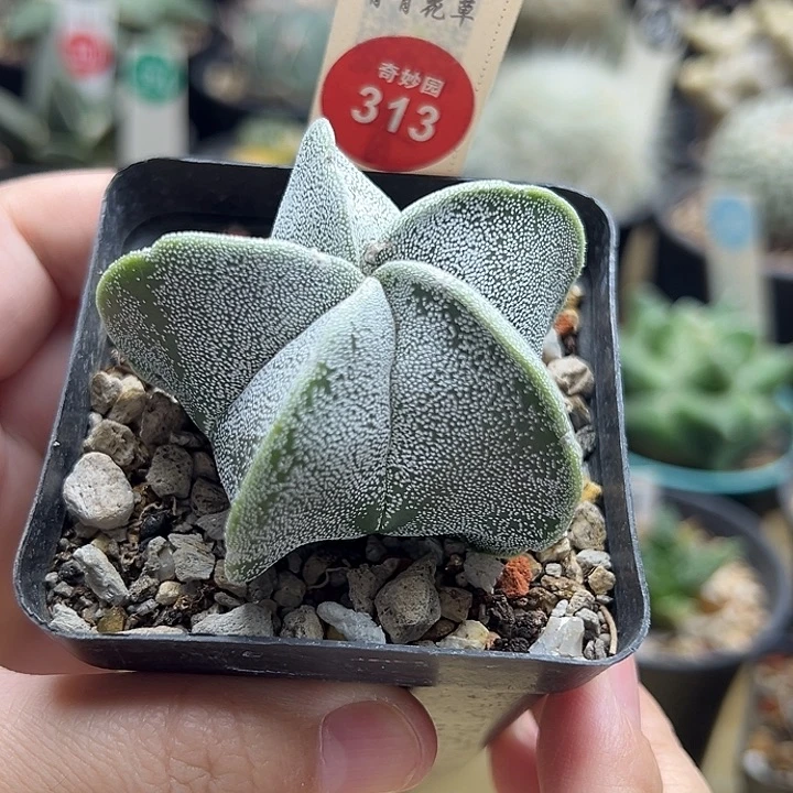 恩冢一棵仙人球3687