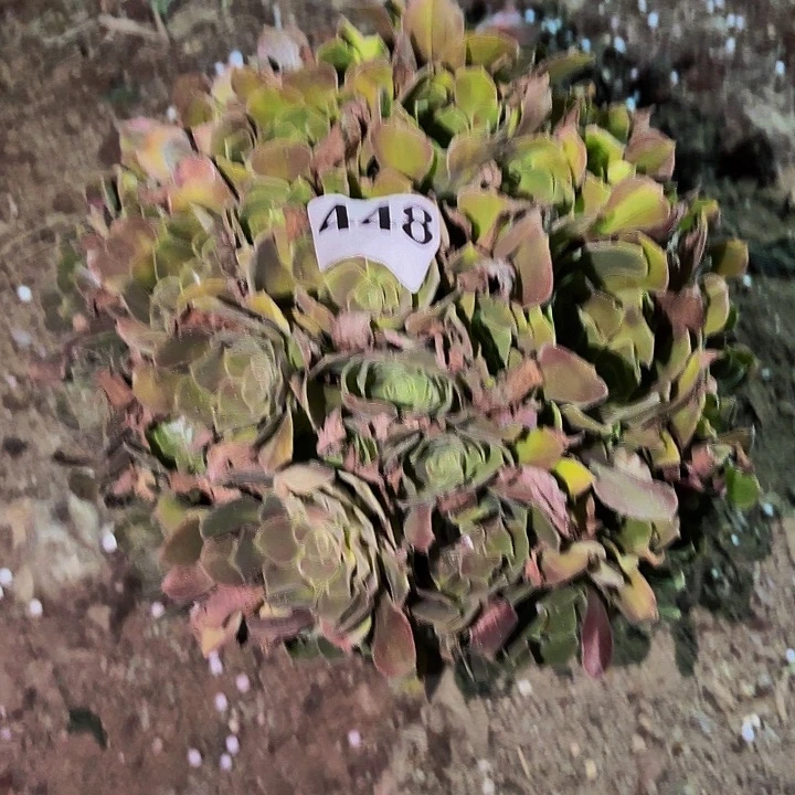 448香妃多肉植物不售后