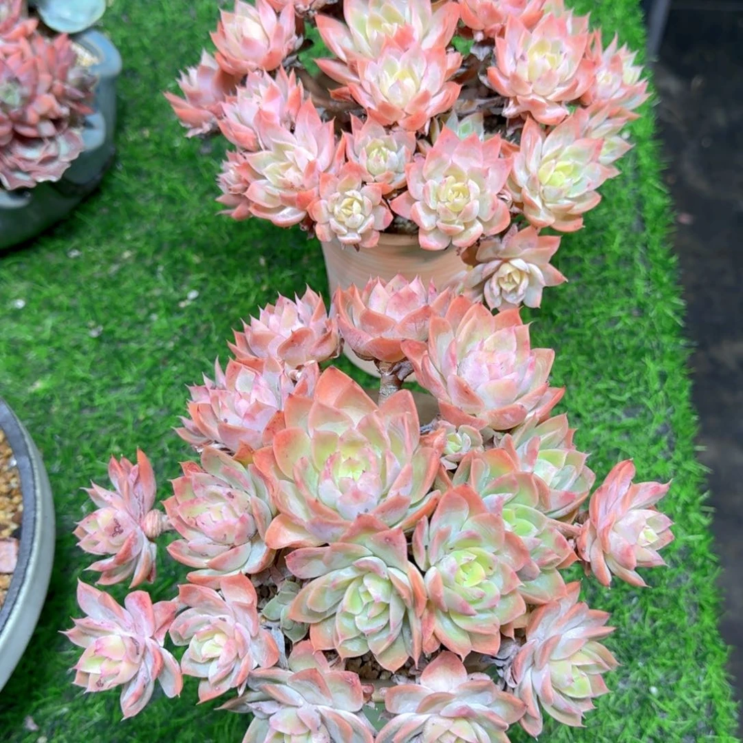 丝绸面纱瓶子姐拍