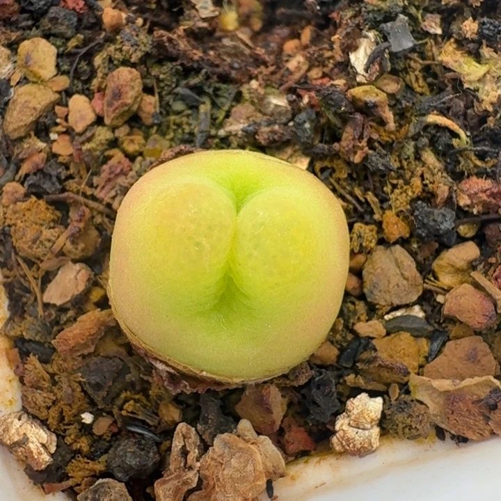 395脱土88988588888888