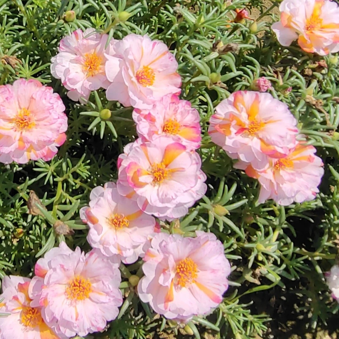 直播链接（稀有花色）特殊花色太阳花苗一物一拍