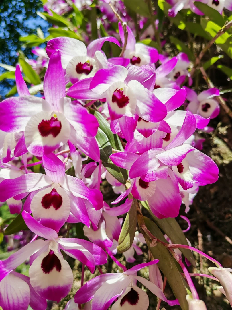 金钗石斛，好种好养，多种养植模式（一物一拍）