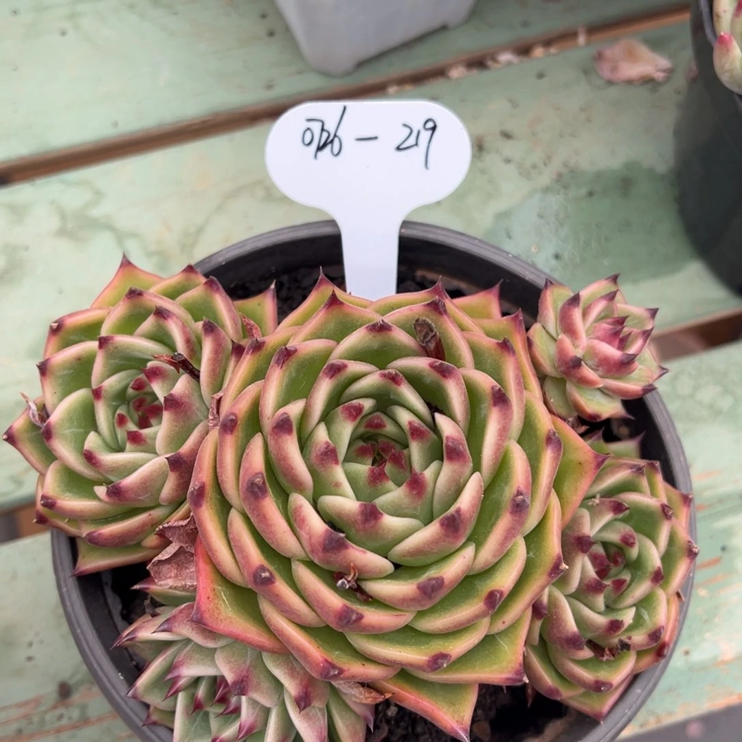 0726-219蓝龙四头