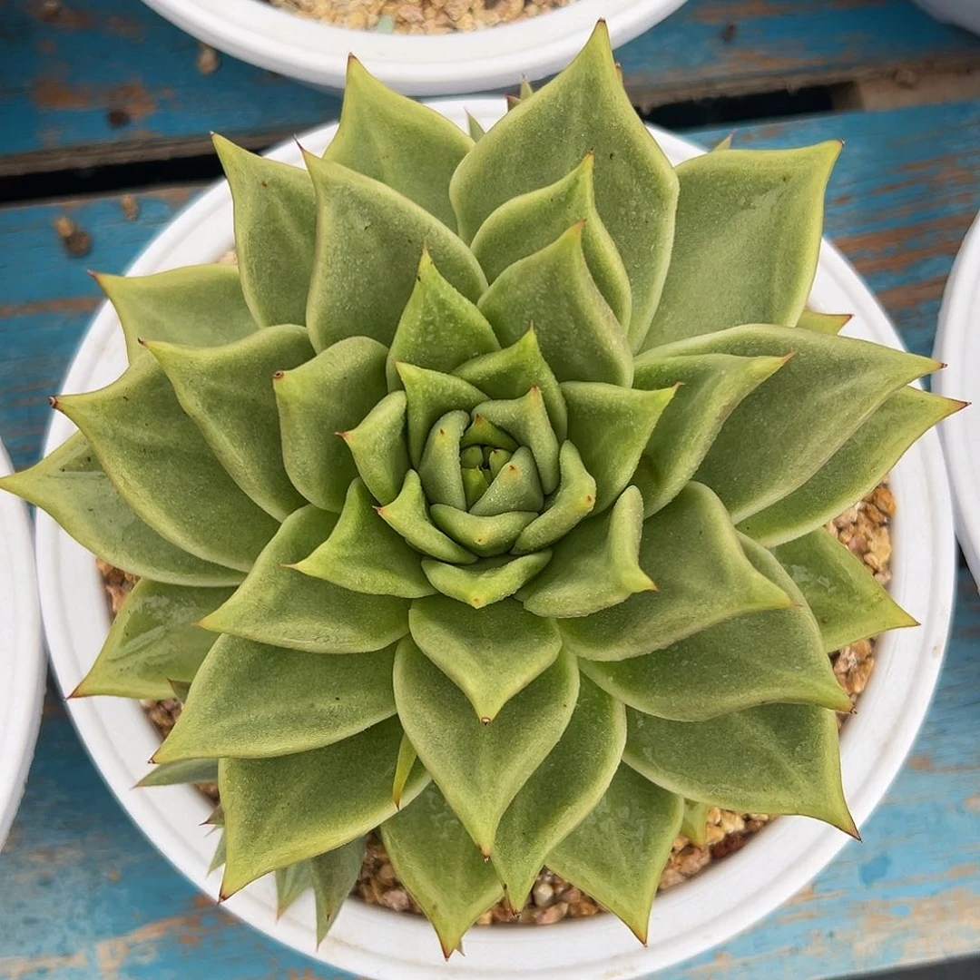 黄玛，一物一拍，08