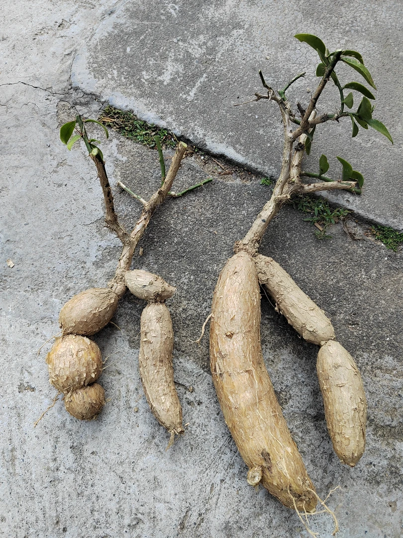 月之桂，块根，赏根盆栽，可嫁接蟹爪兰，九尾狐等同科属植物