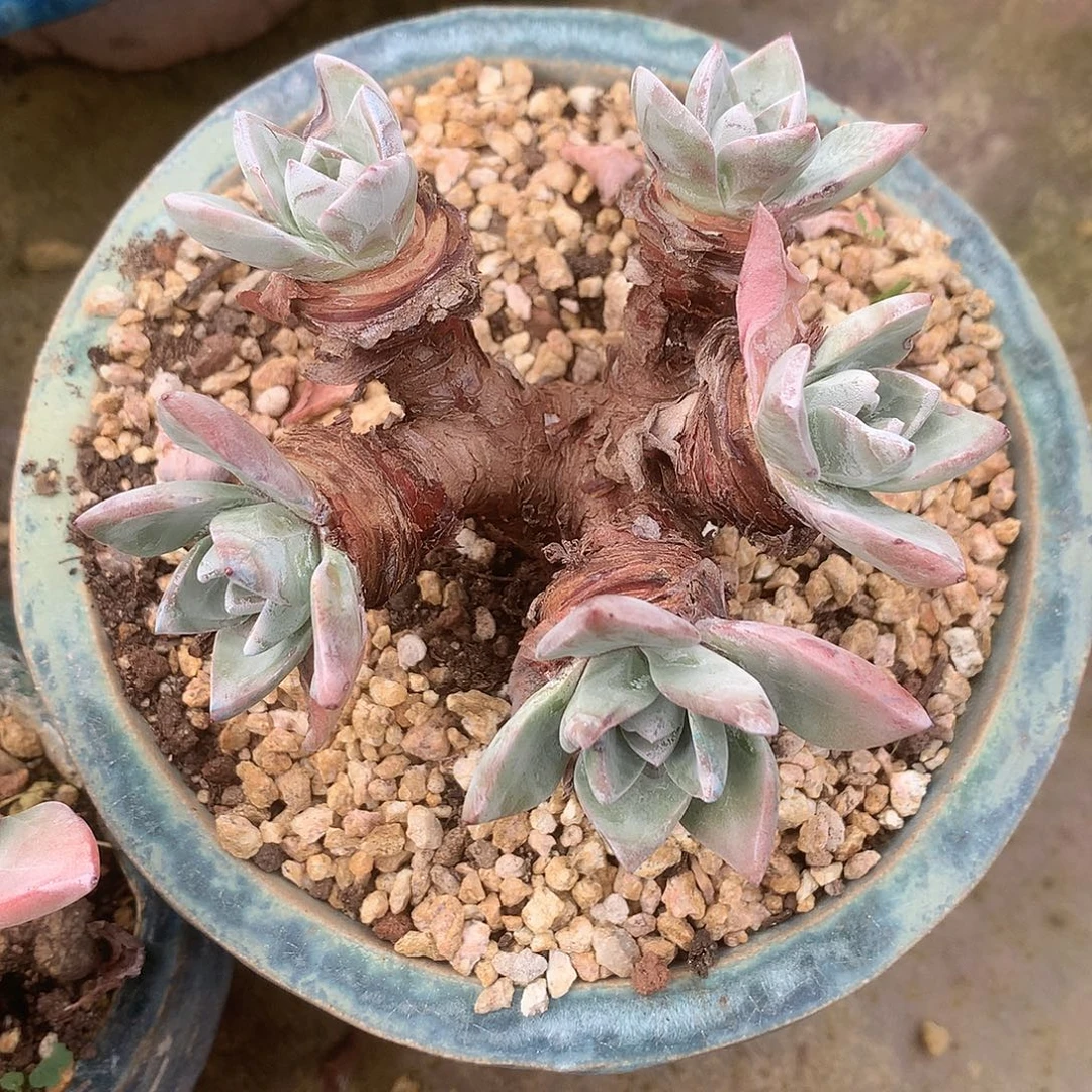 8940泡西弗洛拉苹果叶