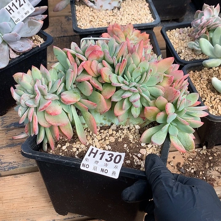 暮光之城缀化 非偏远38包邮 节后发