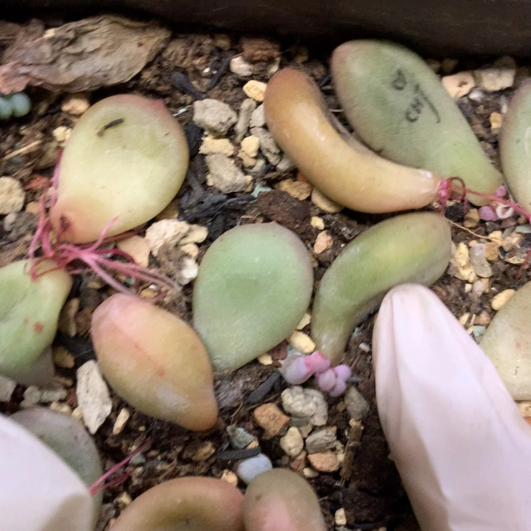 韩国彩虹奶酪多肉