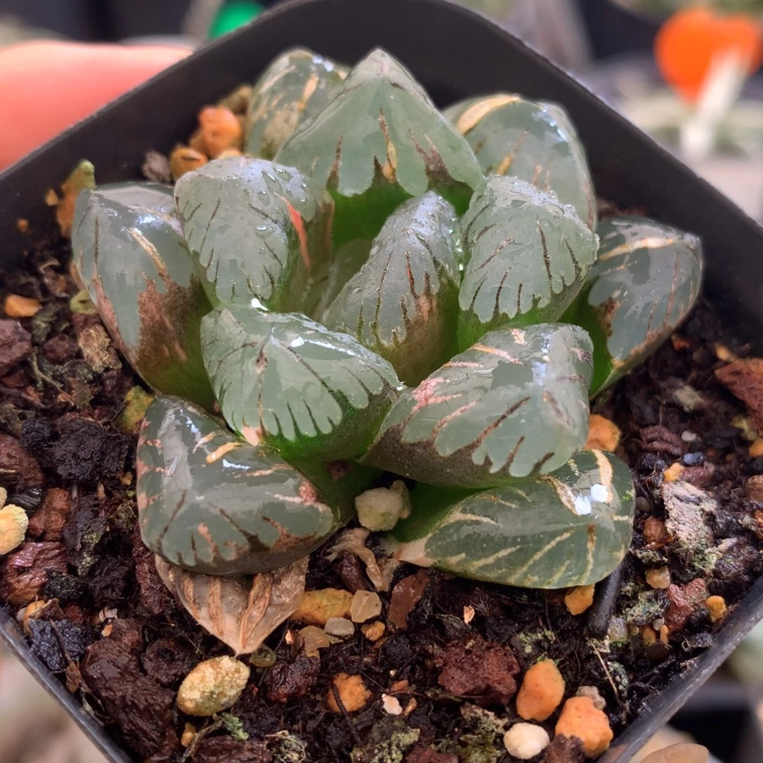 黑水晶玉露，带盆发货