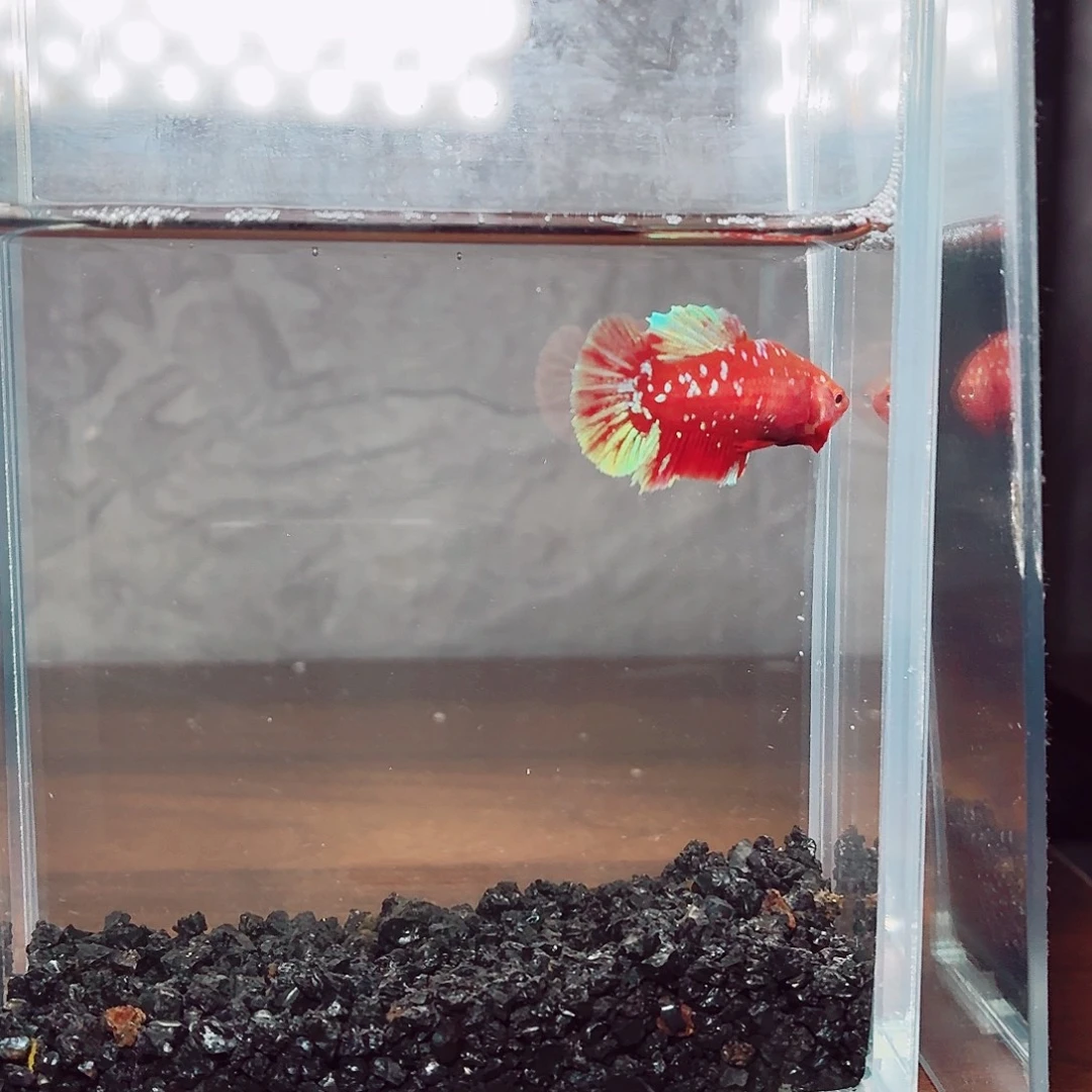 斗鱼彩金将军母鱼