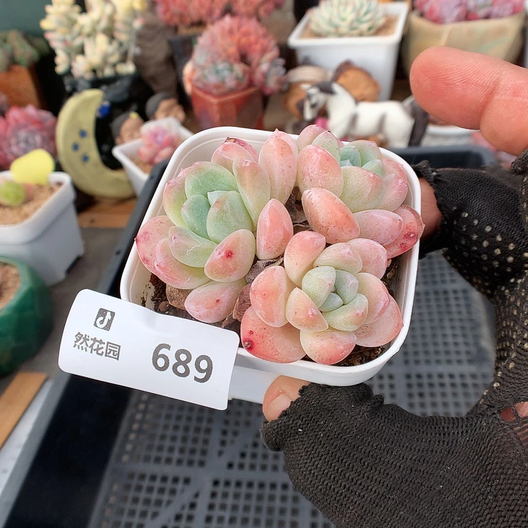 689玉蝴蝶多肉植物666