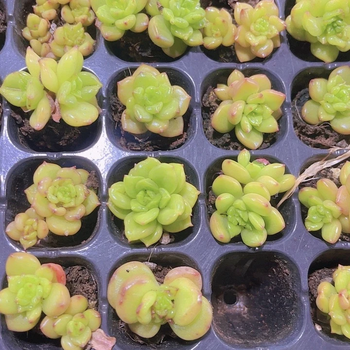 精品苹果花多肉植物