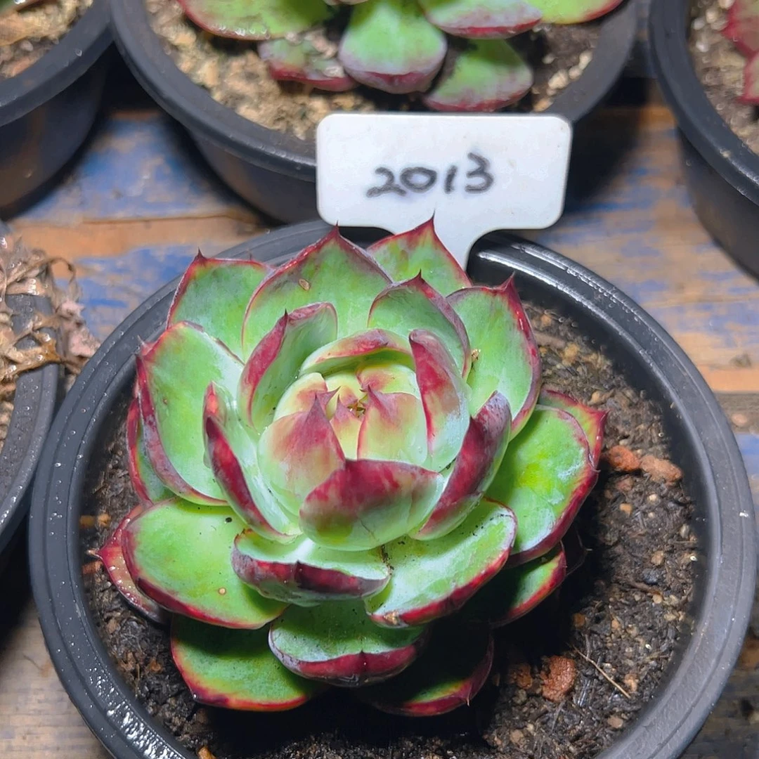 惊鸿仙子福利2013号