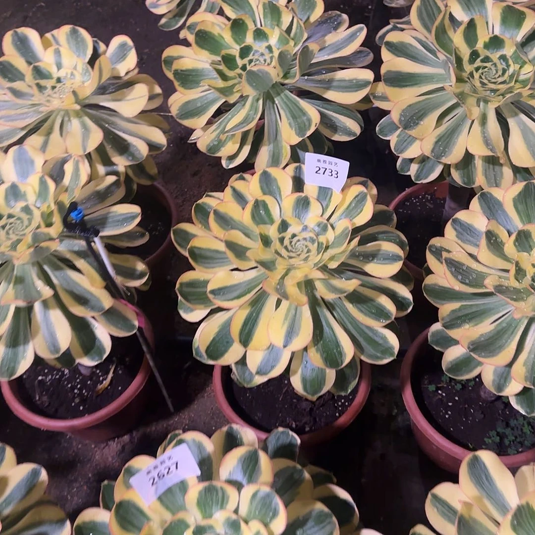 多肉植物王妃2733