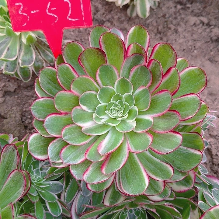 3-521孔雀翎多肉法师