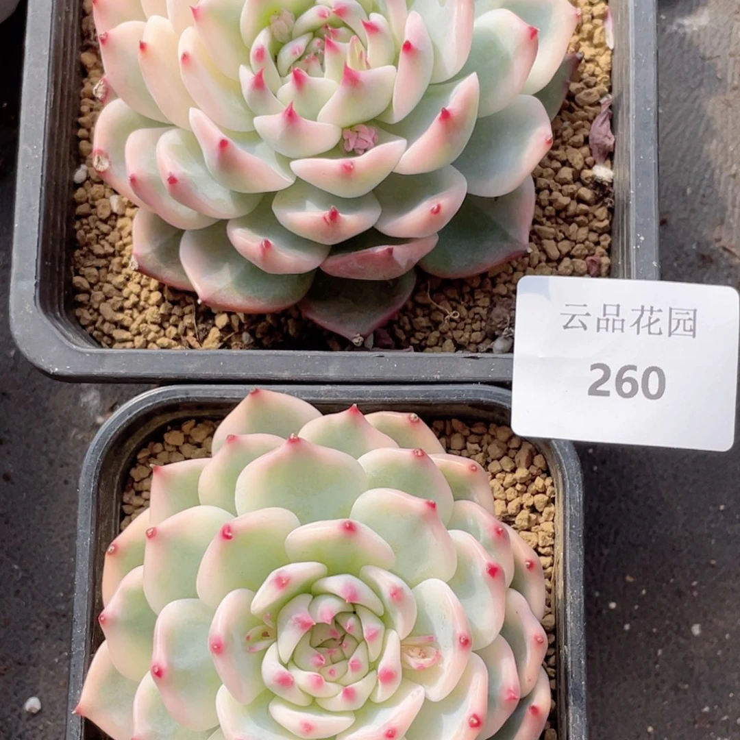 如****意260号糖心冰心珍妮2