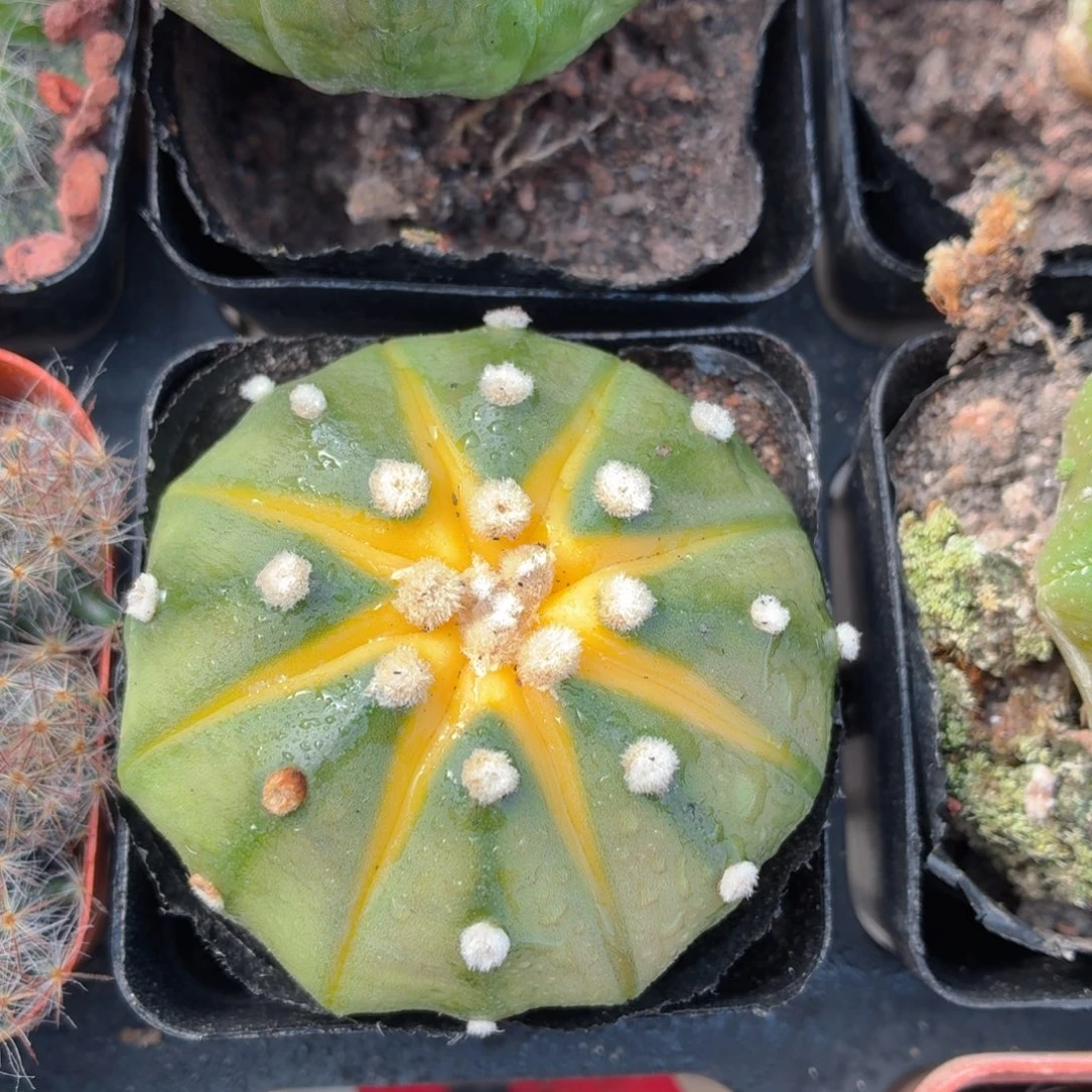星兜锦多肉9.9包邮发货