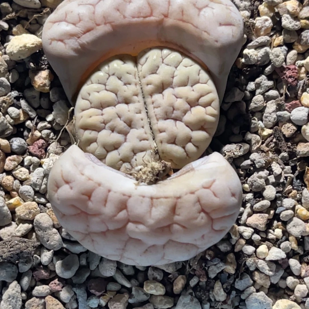 6311凹凸脑纹189一颗