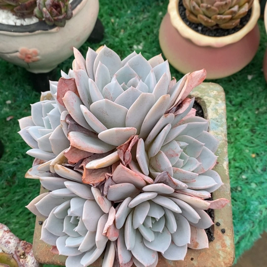 白茶多肉植物盆栽