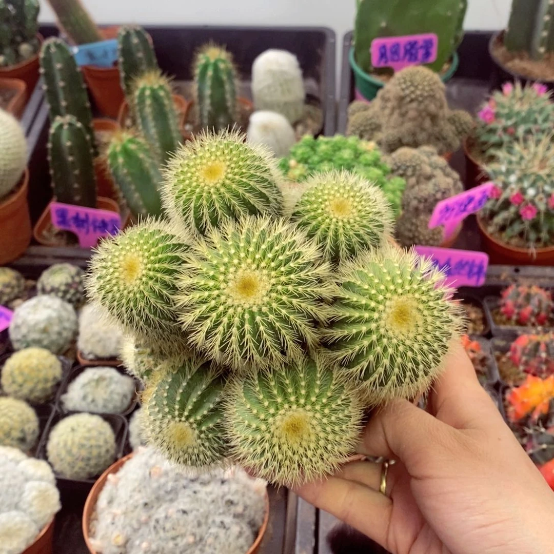 一物一拍一盆无售后