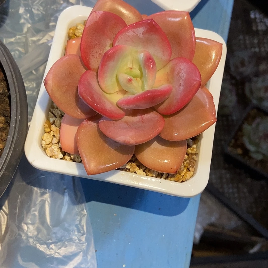 凤橙单头一物一拍