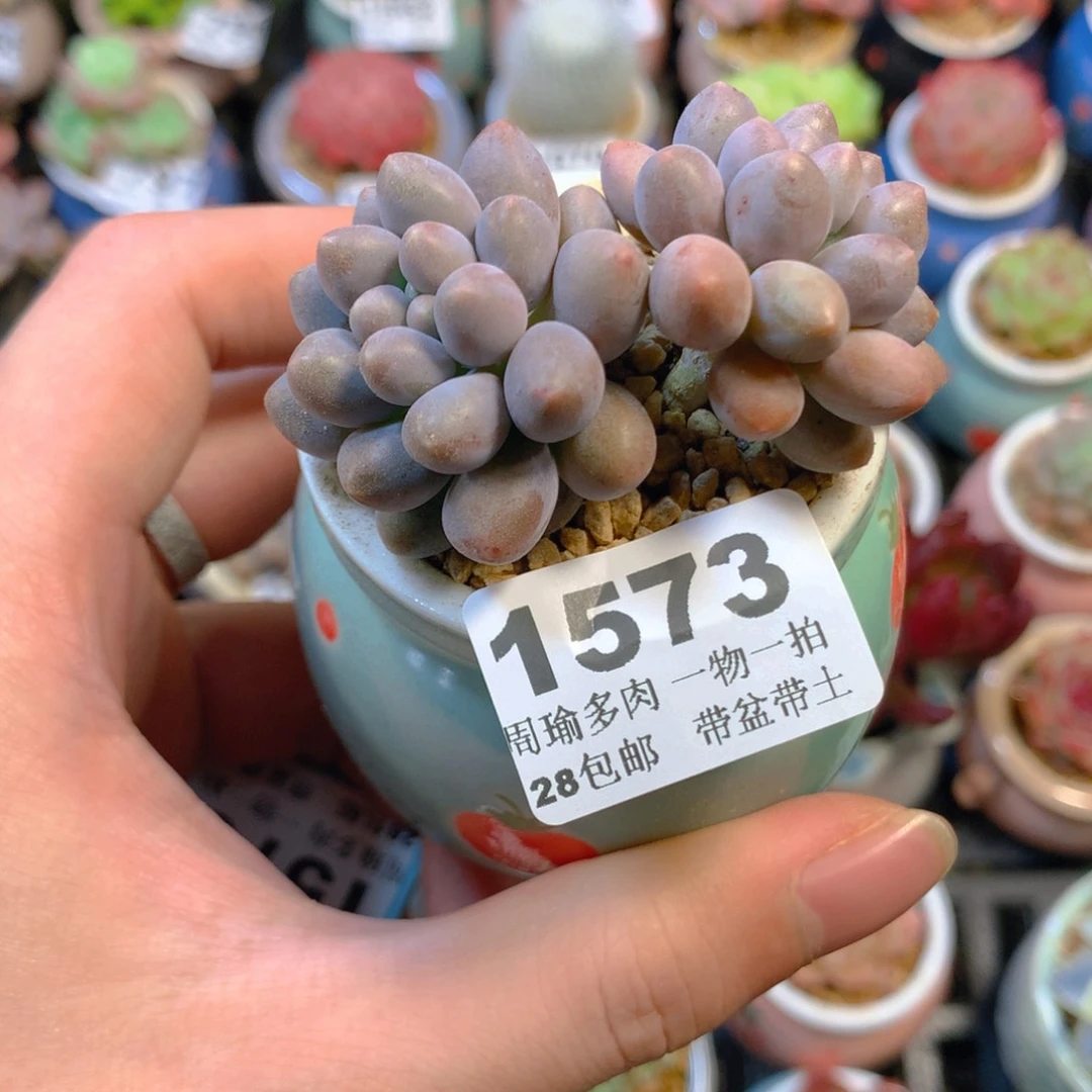 5厘米盆精控多肉1573