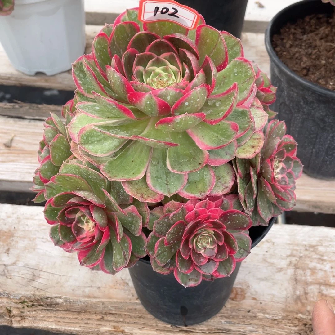 粉花妖老桩手捧102带盆