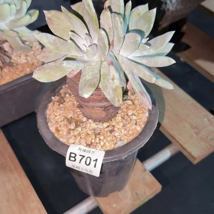 冰***y牡丹苹果叶仙女杯