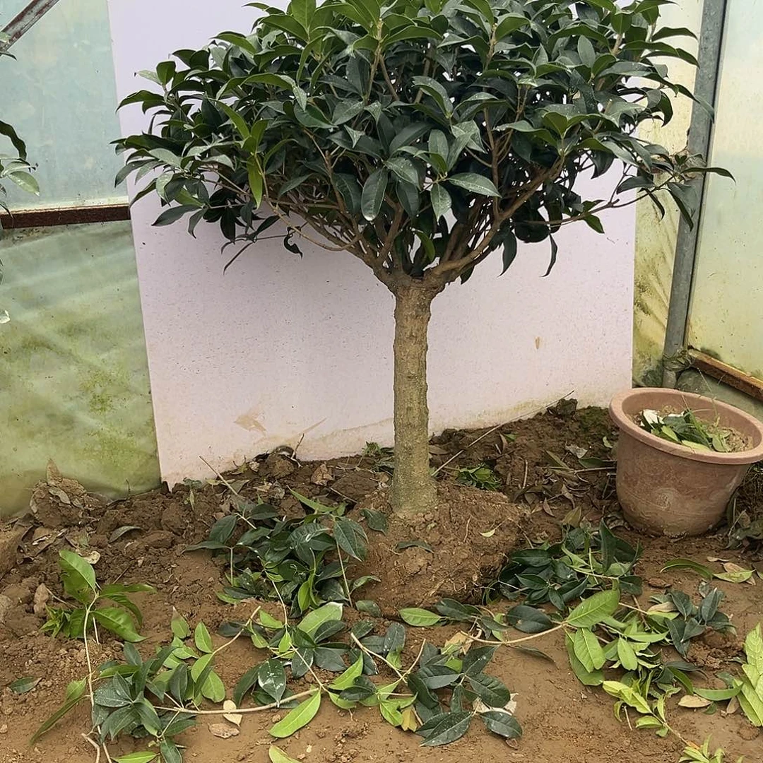 当前无花栽培后可以开花专***饼