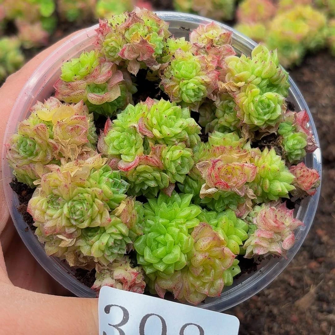 多肉植物多肉植物398