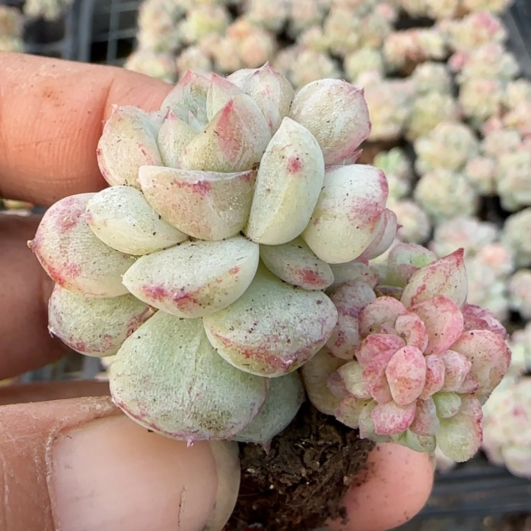 柏***图多肉小卡拉米糖心一物一拍