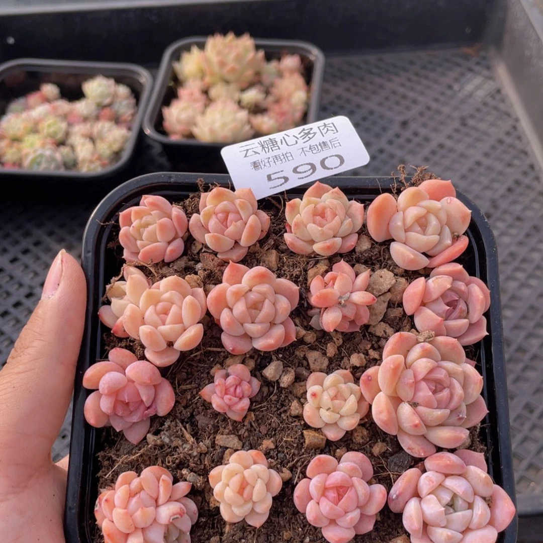 云糖心多肉植物590
